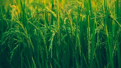 Can North Korea Balance Power with Growing Rice Season Demands?