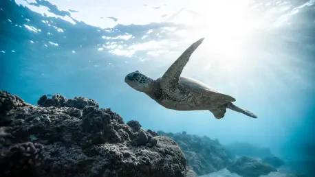 How Is Qatar Leading Sea Turtle Conservation Efforts?