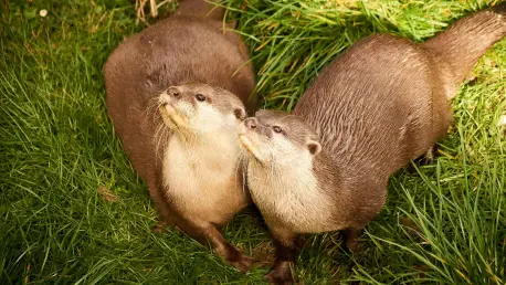 Otters Signal Smelter's Environmental Success